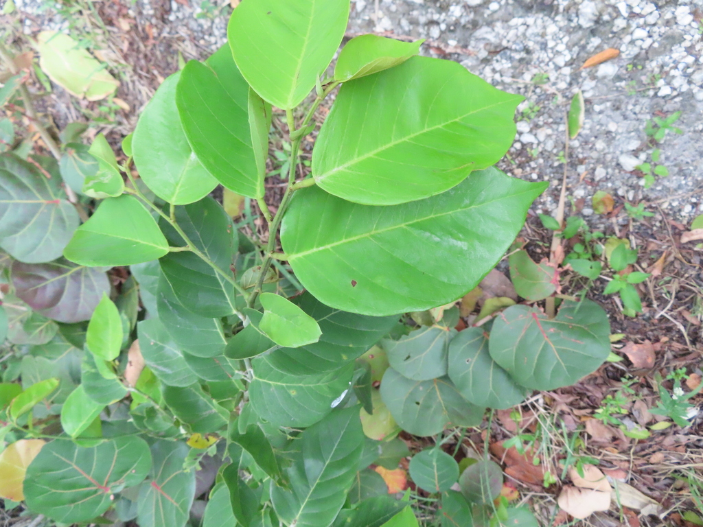 Dalbergia ecastaphyllum