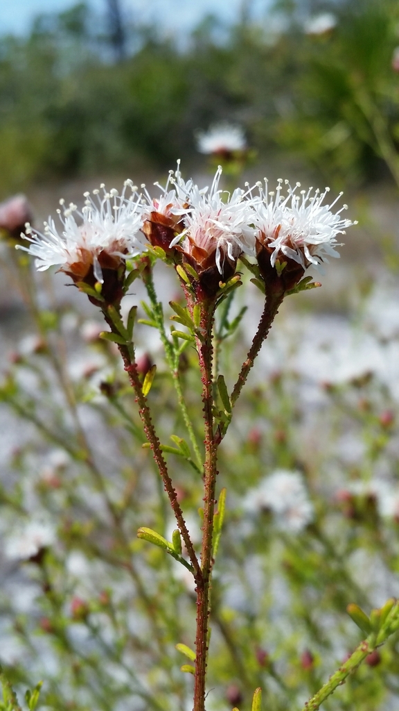 Dalea adenopoda