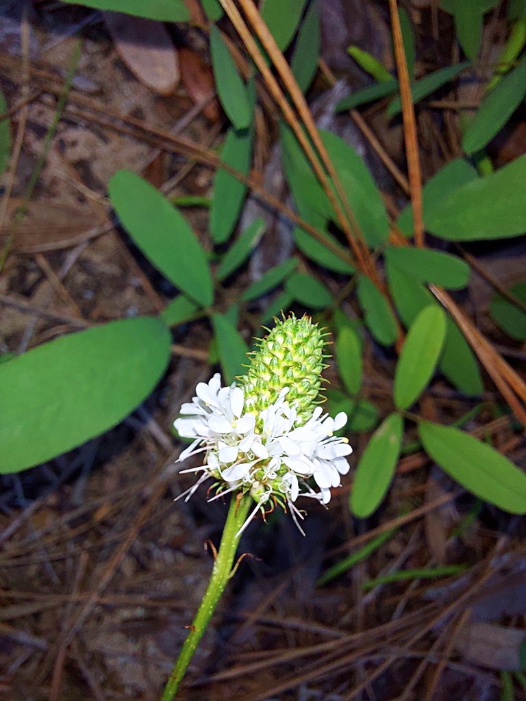 Dalea carnea var. albida