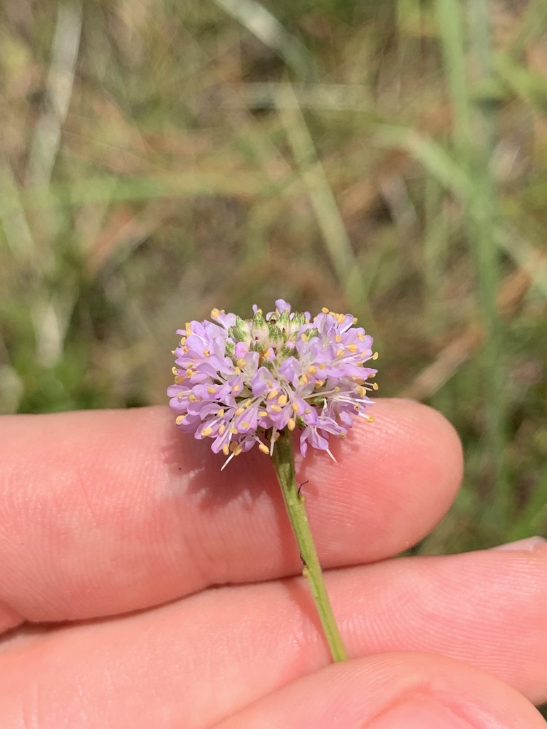 Dalea carnea var. carnea