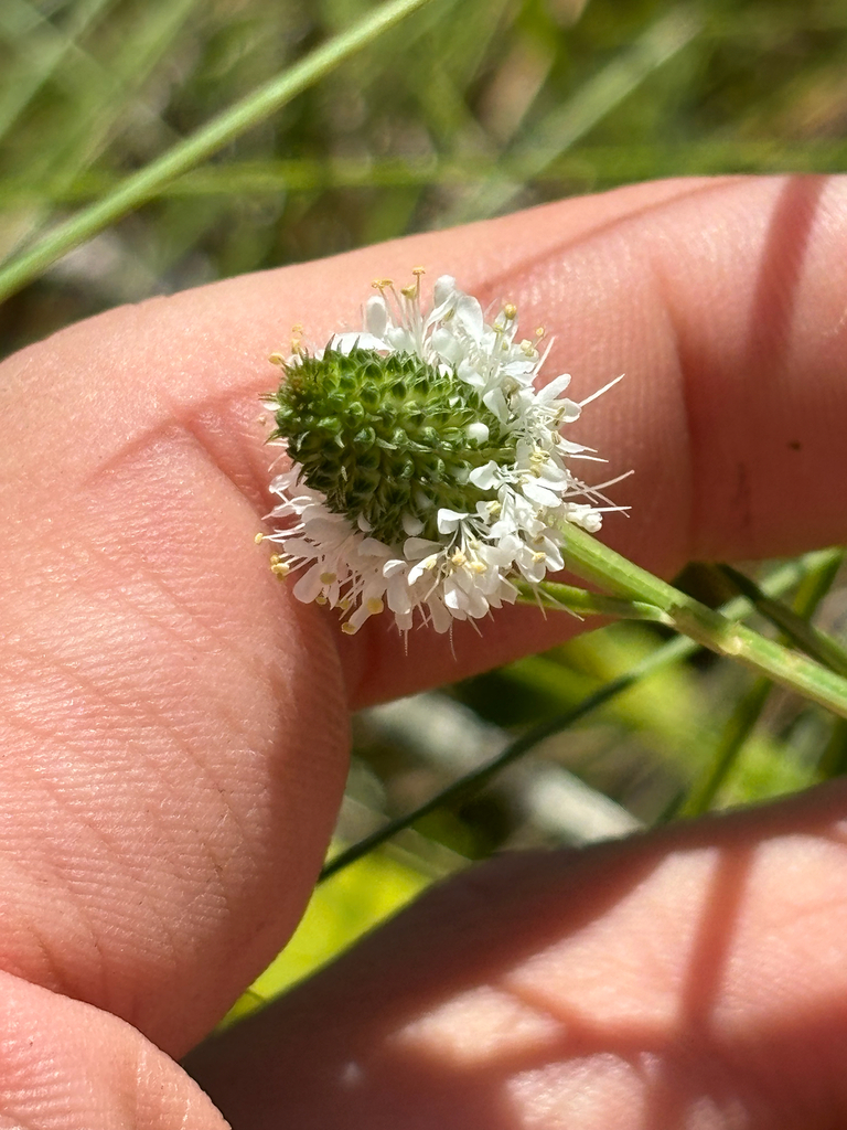 Dalea carnea var. gracilis