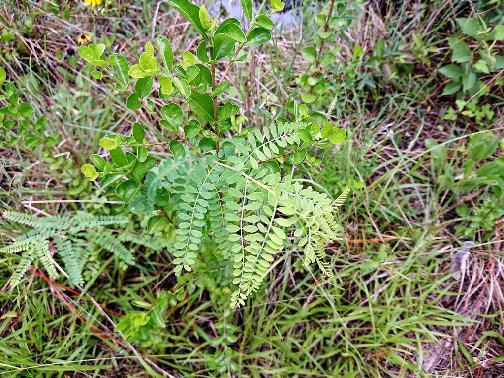 Dalea floridana