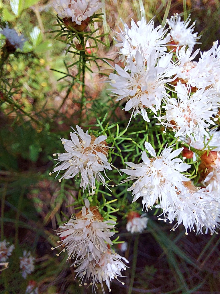Dalea pinnata var. pinnata