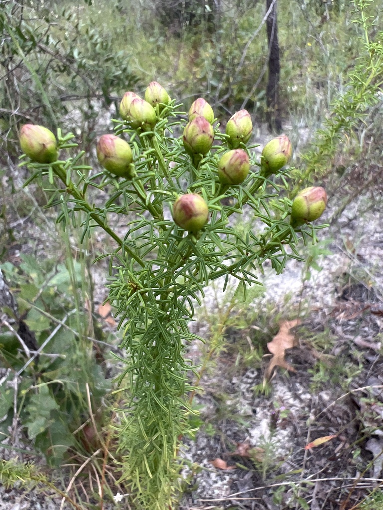 Dalea pinnata var. trifoliata
