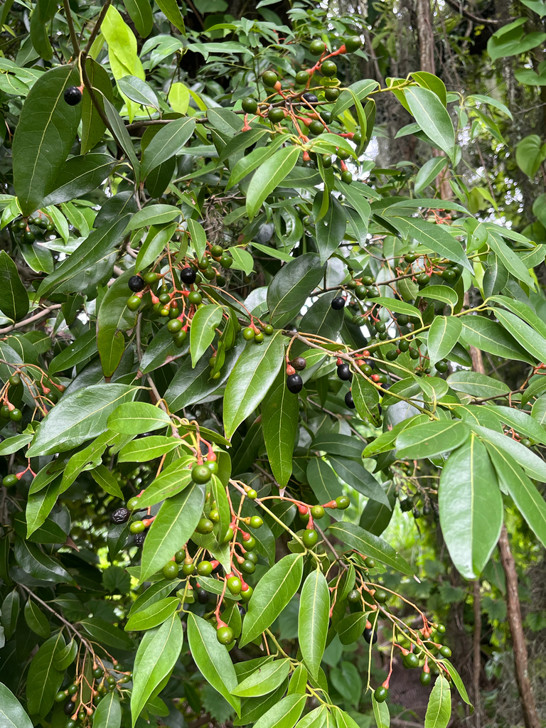 Damburneya coriacea