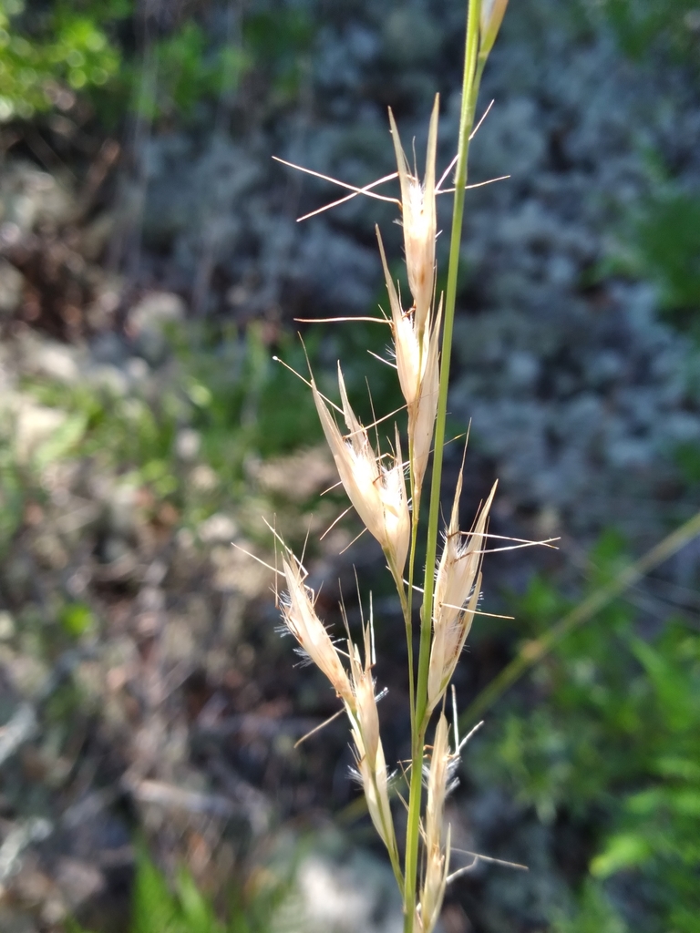 Danthonia sericea