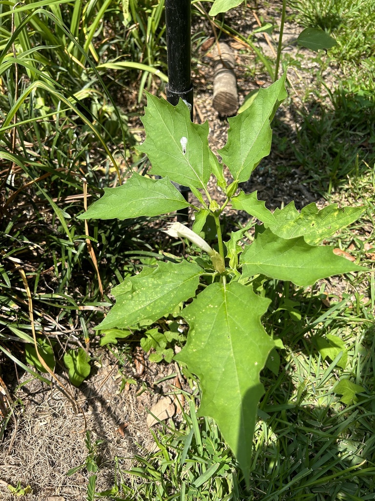 Datura stramonium