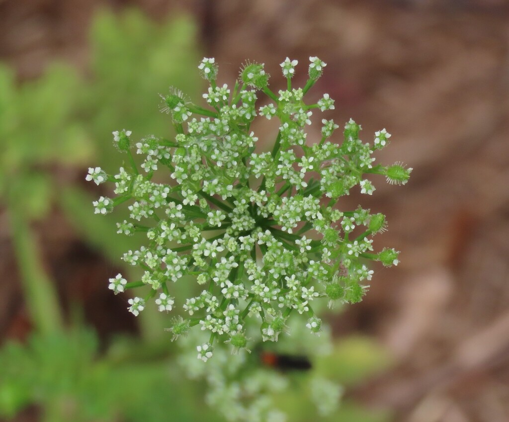 Daucus pusillus