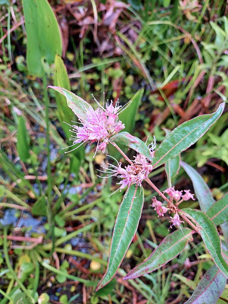 Decodon verticillatus