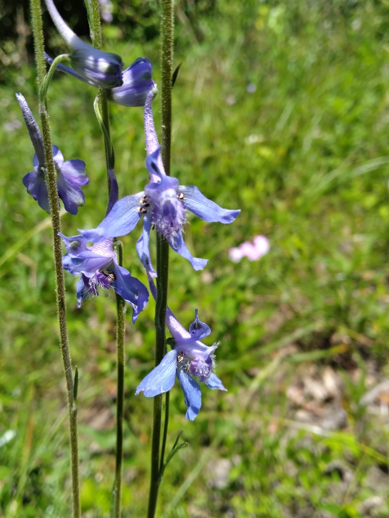 Delphinium carolinianum