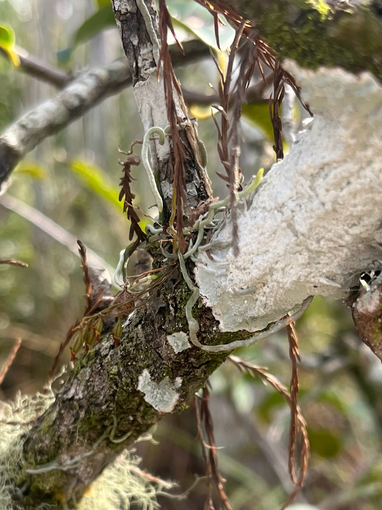 Dendrophylax porrectus