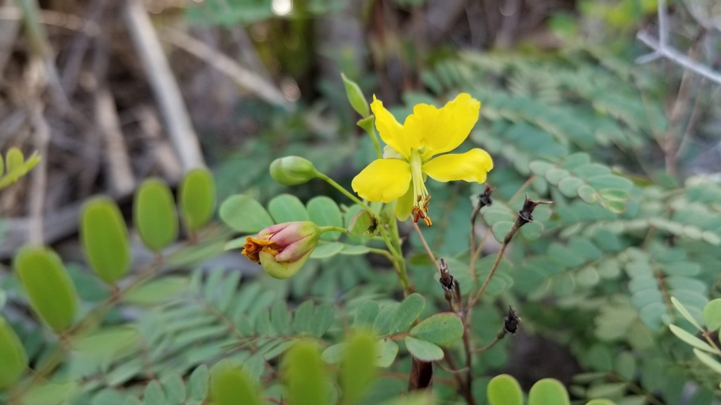 Denisophytum pauciflorum