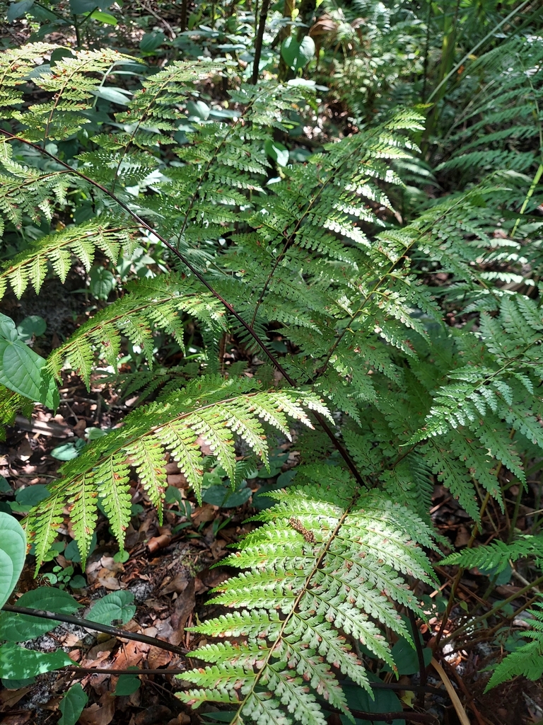 Dennstaedtia bipinnata