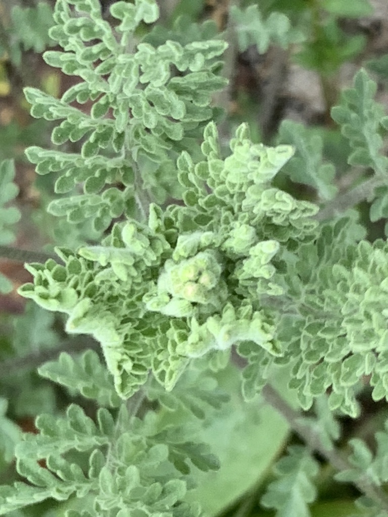 Descurainia pinnata
