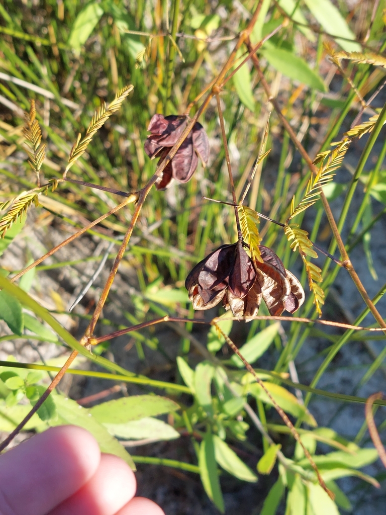 Desmanthus illinoensis