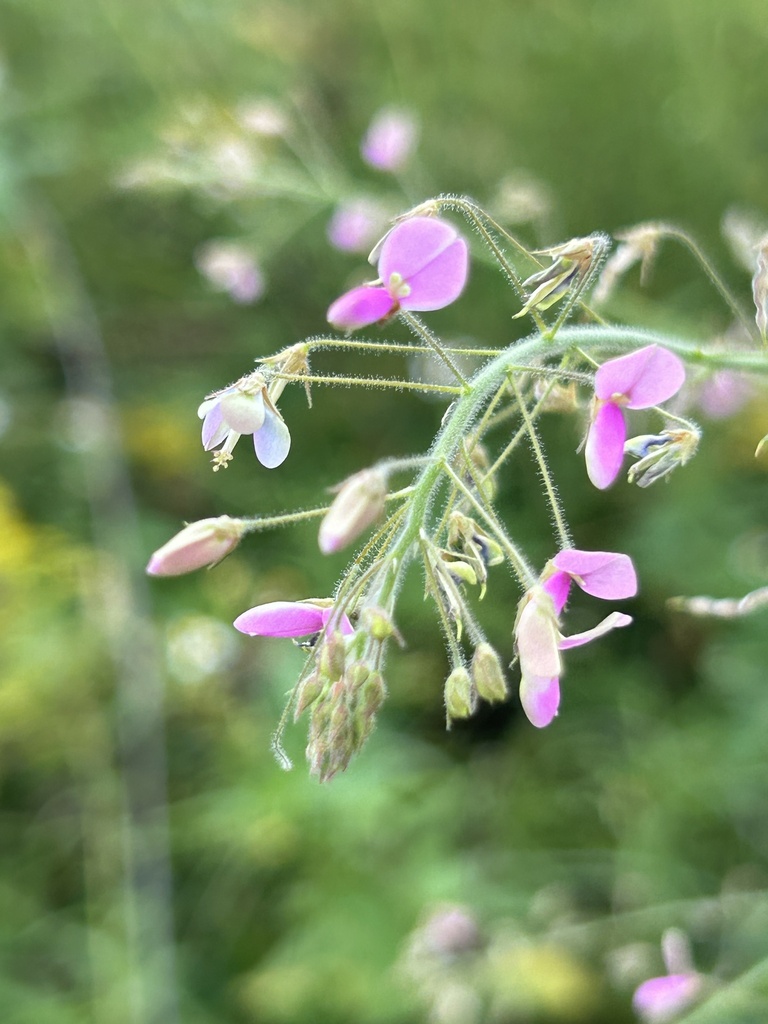 Desmodium canescens