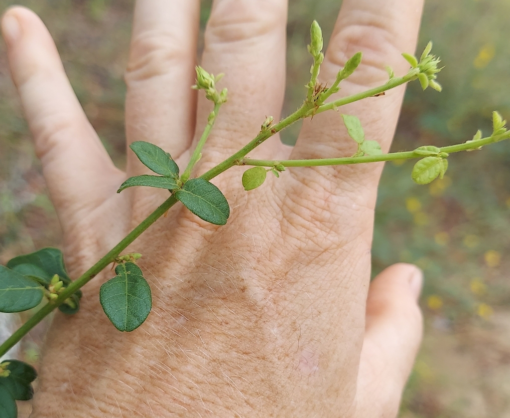 Desmodium ciliare