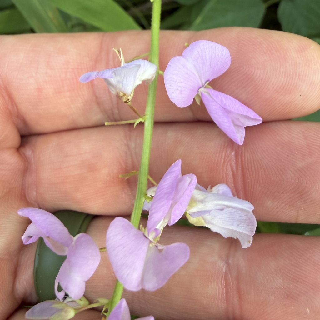Desmodium cuspidatum
