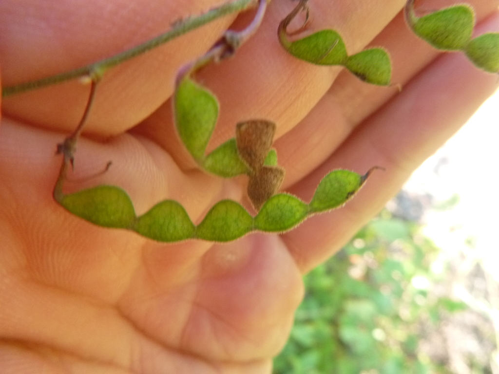 Desmodium fernaldii