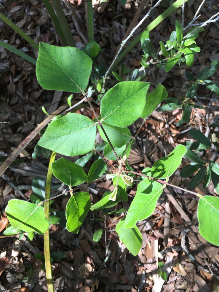 Desmodium floridanum