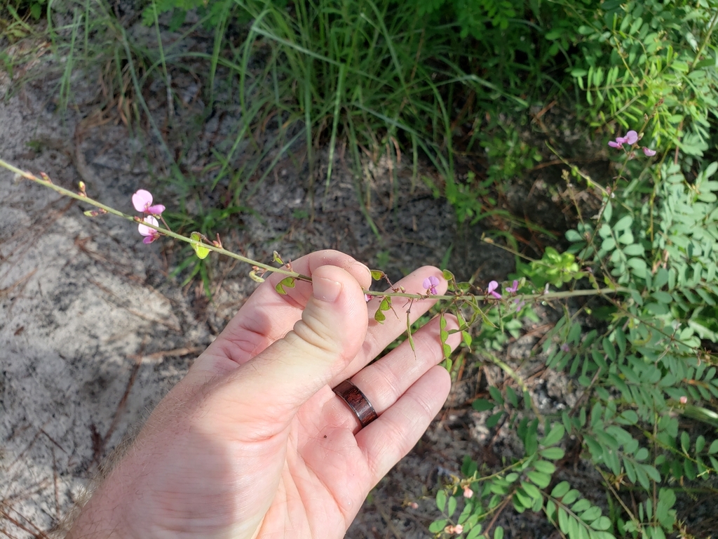 Desmodium glabellum