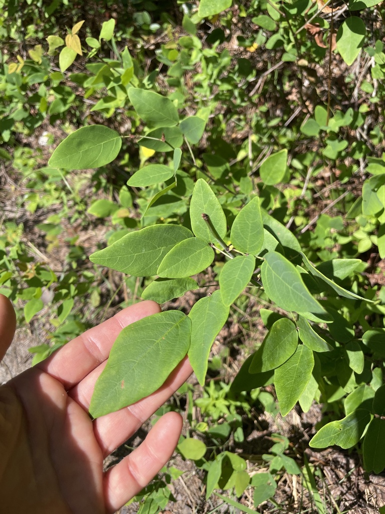 Desmodium laevigatum