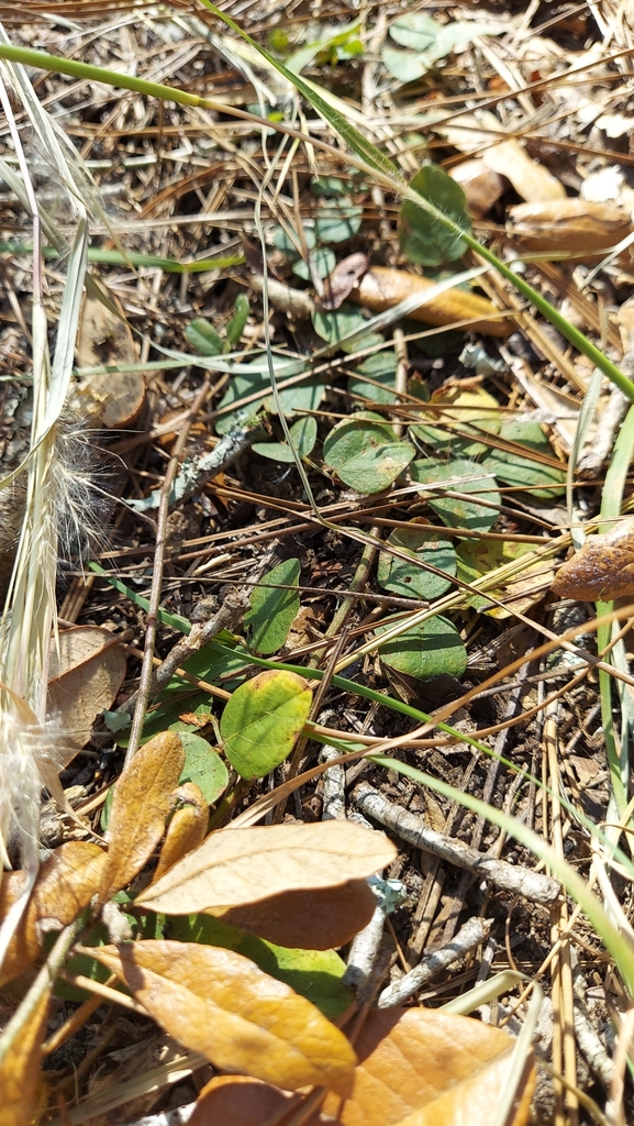 Desmodium lineatum