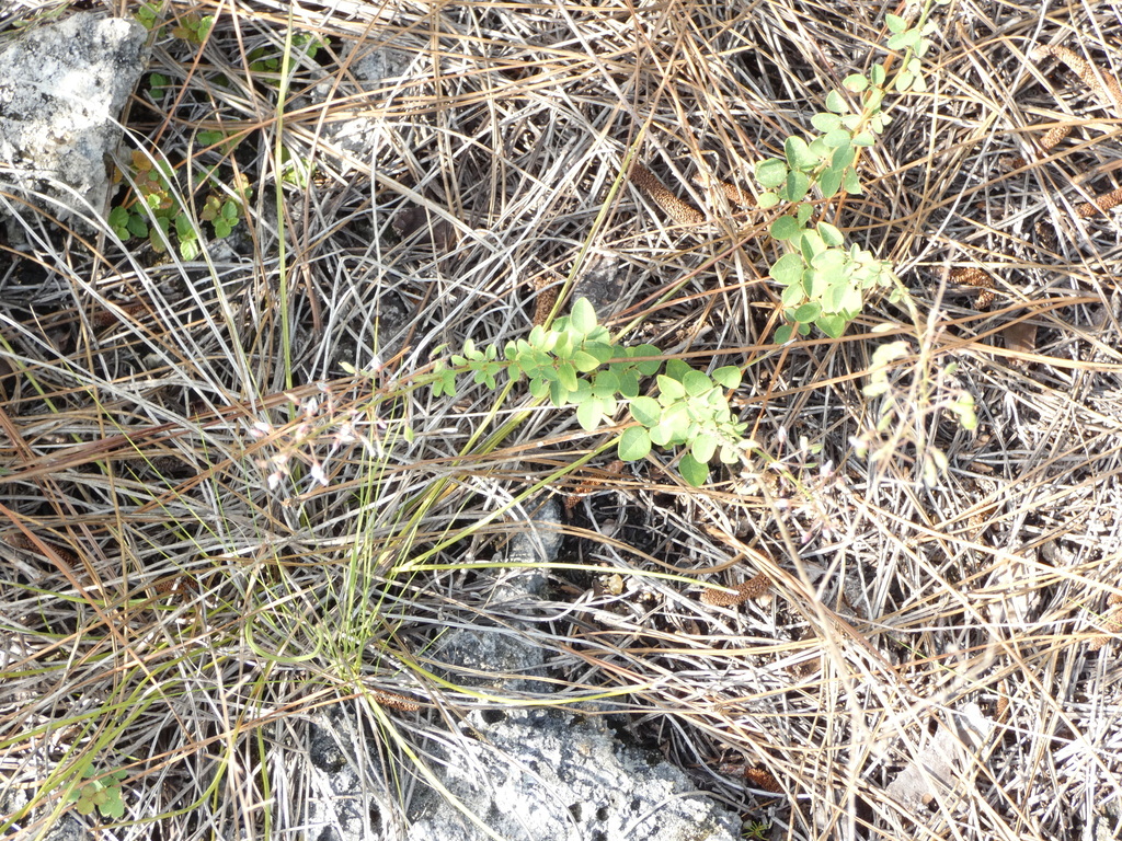 Desmodium marilandicum