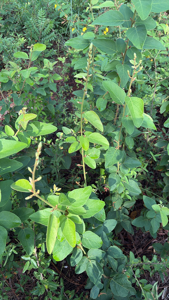 Desmodium nuttallii