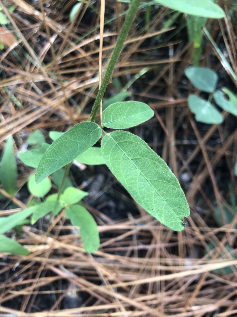 Desmodium obtusum