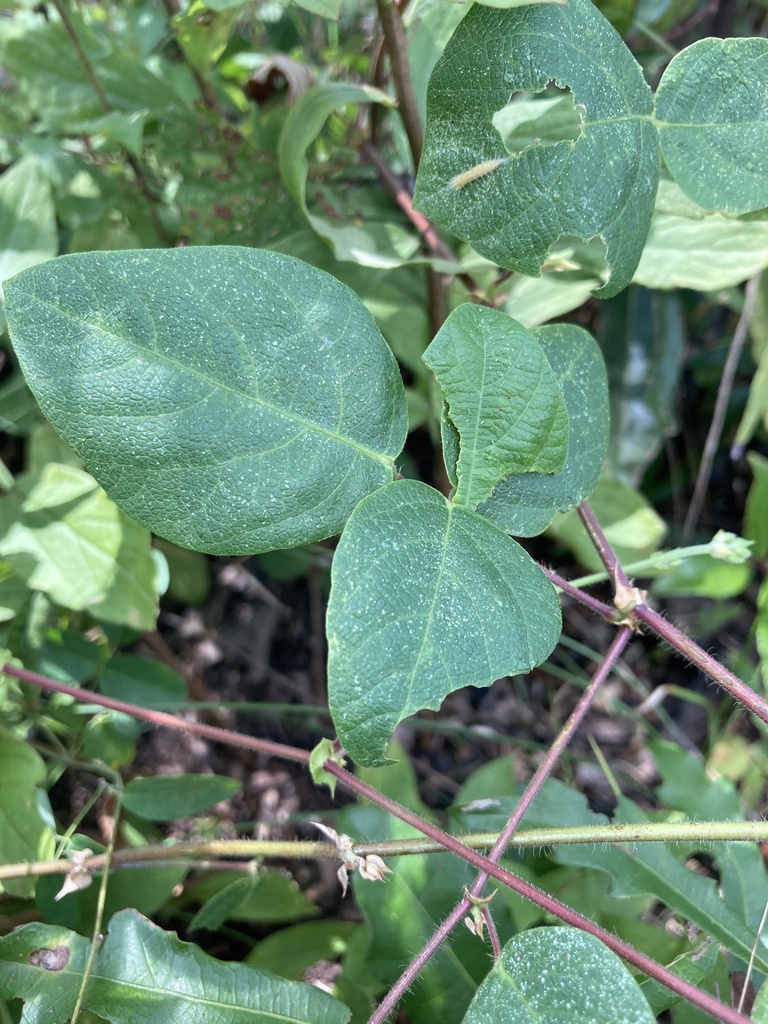 Desmodium ochroleucum