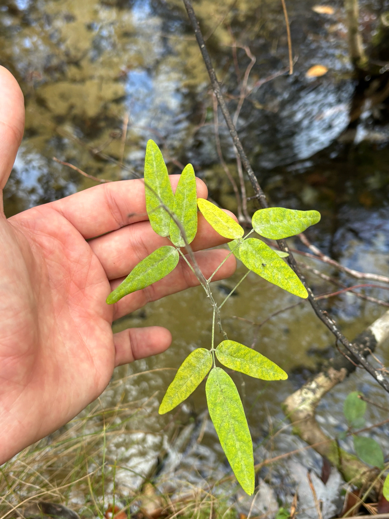 Desmodium paniculatum