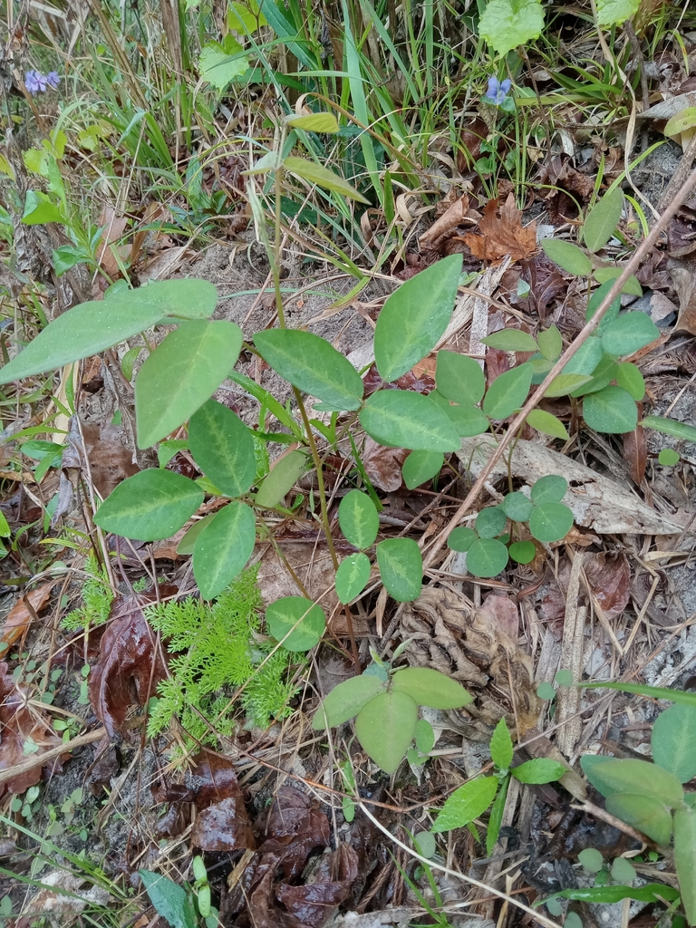Desmodium perplexum