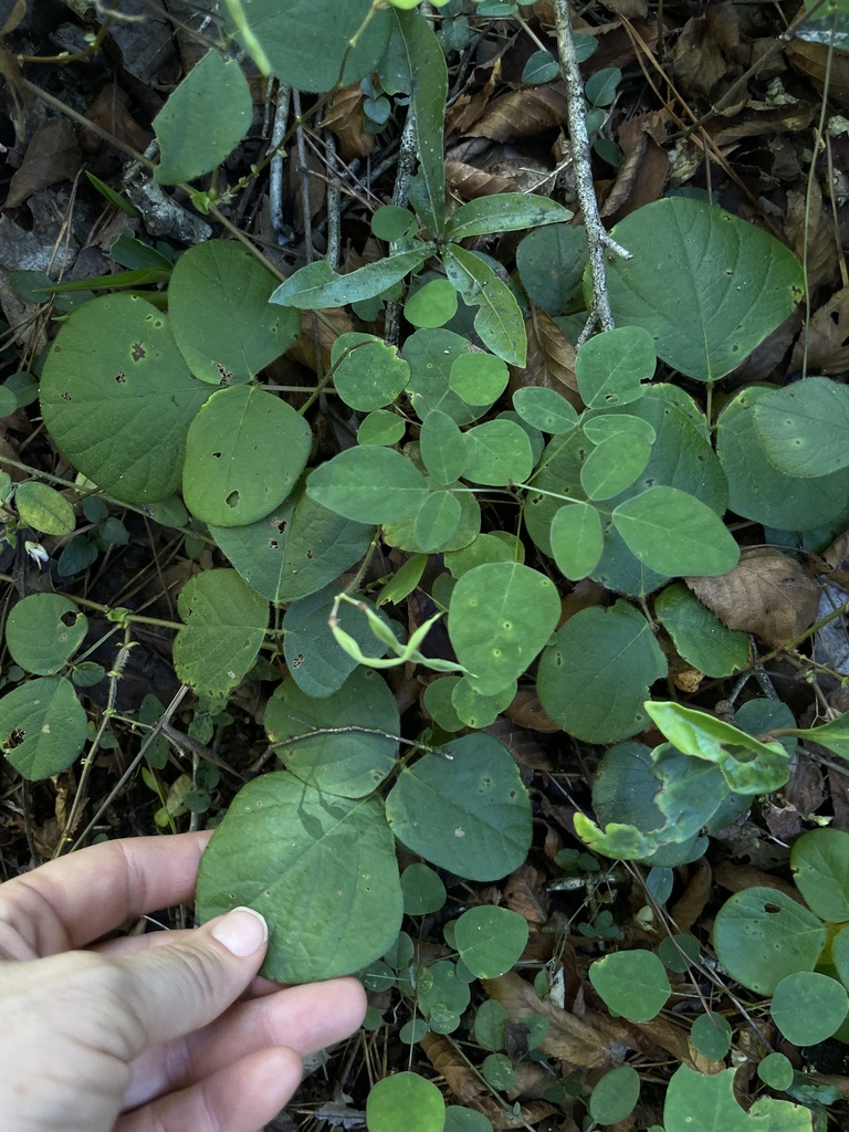 Desmodium rotundifolium