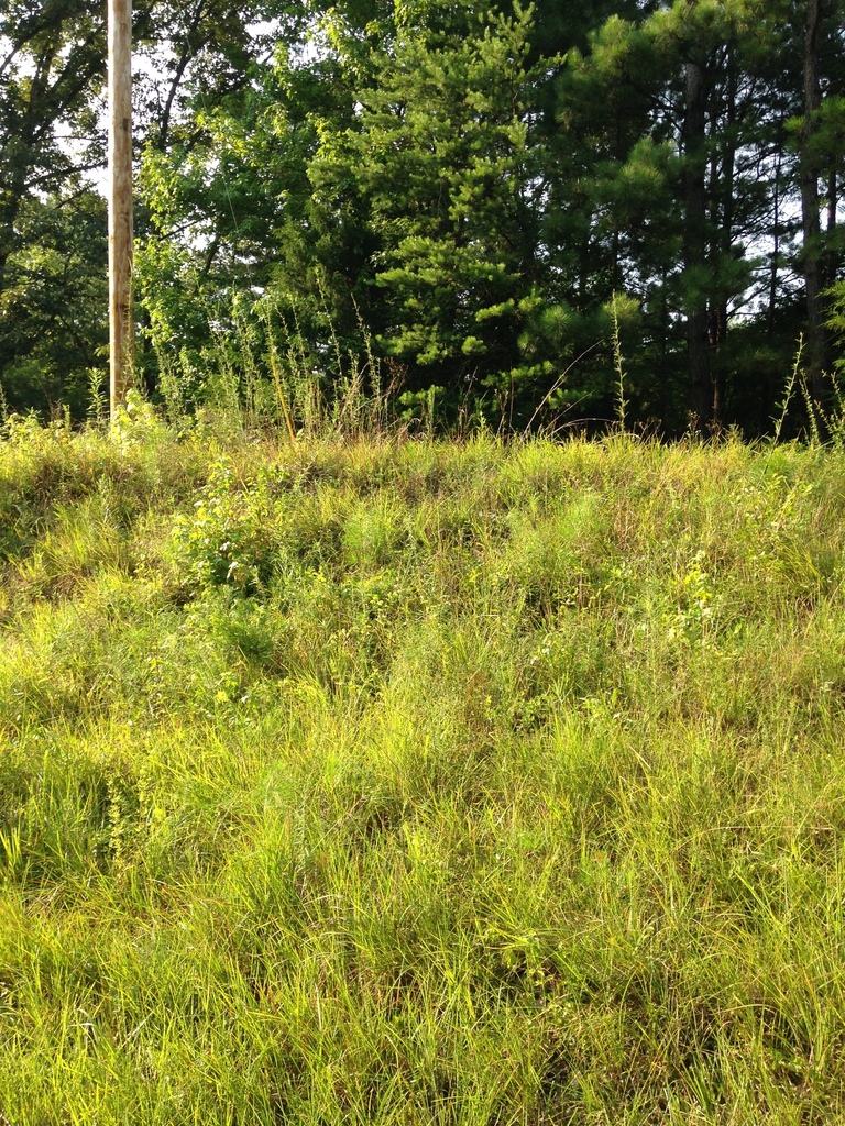 Desmodium sessilifolium