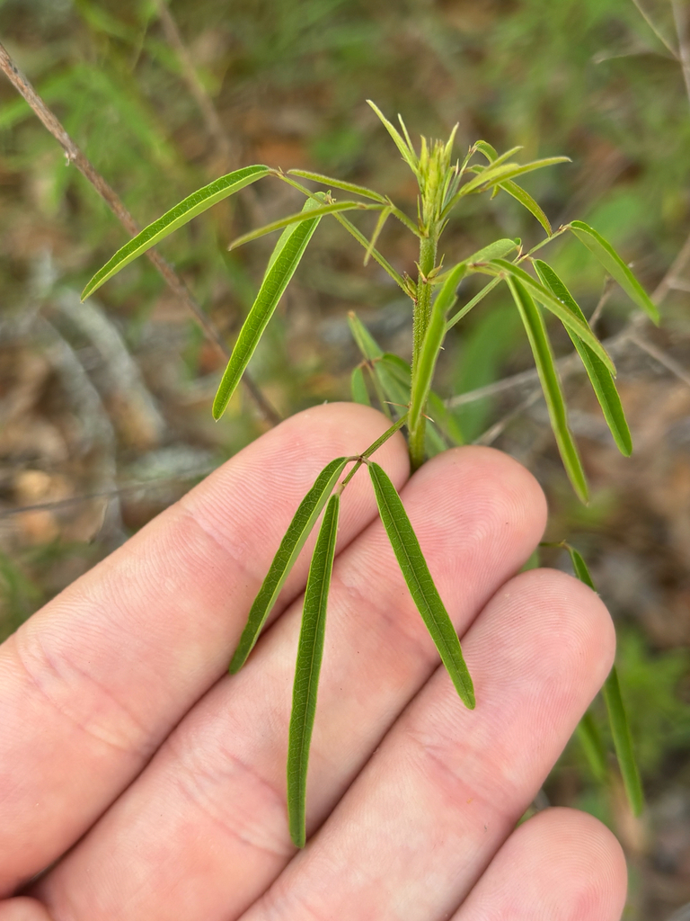 Desmodium strictum