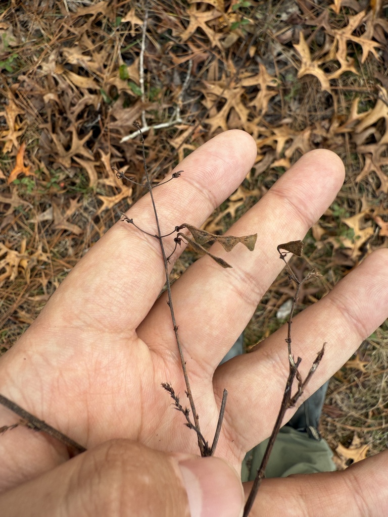 Desmodium tenuifolium