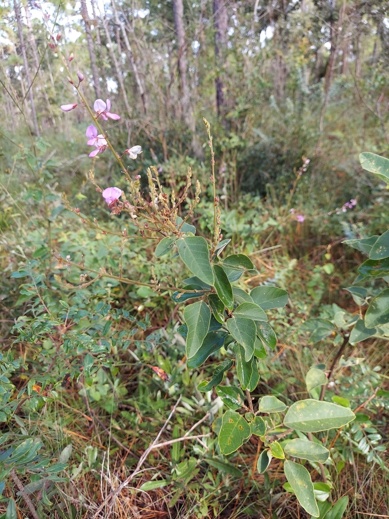 Desmodium viridiflorum