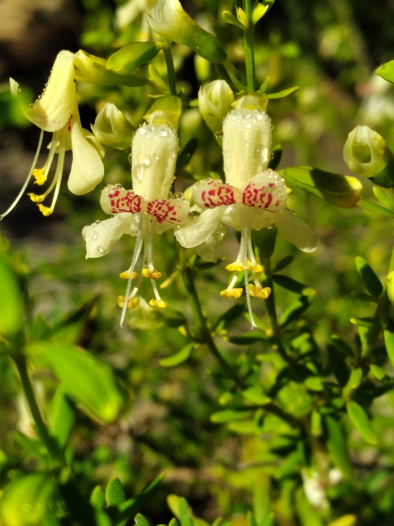 Dicerandra christmanii