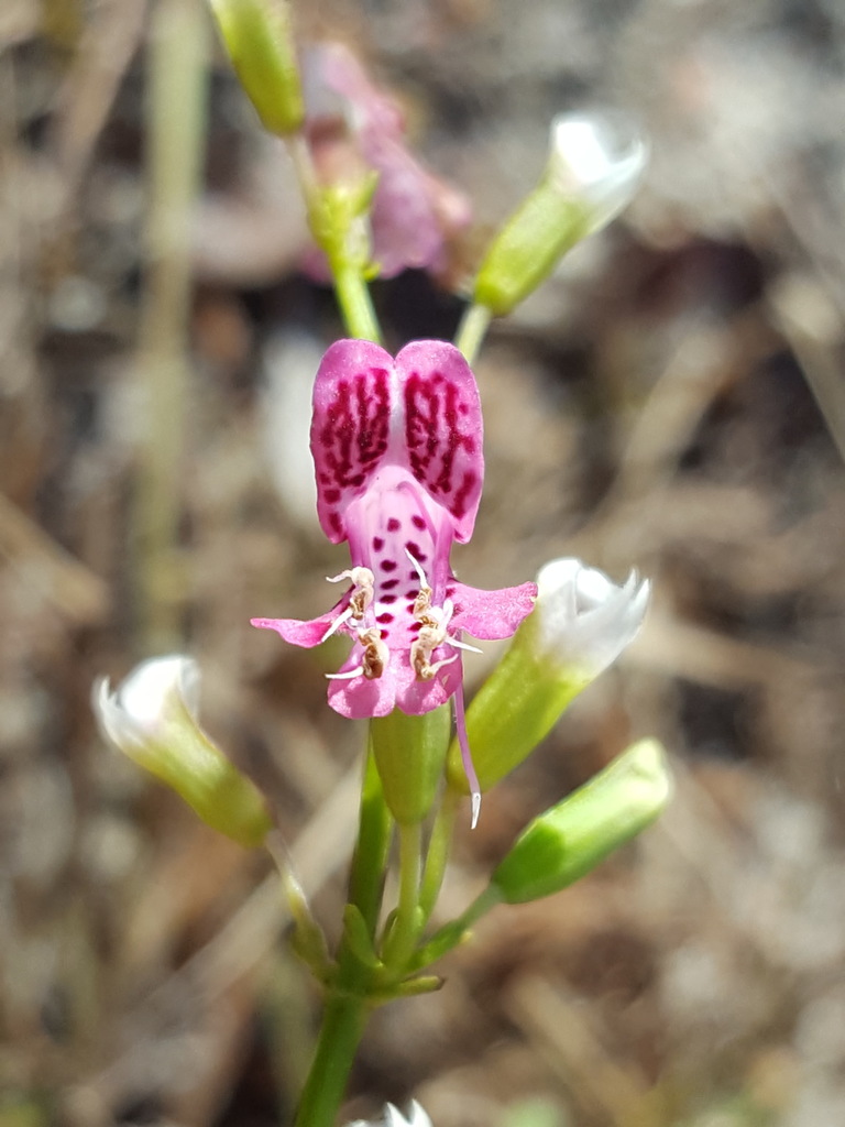 Dicerandra cornutissima