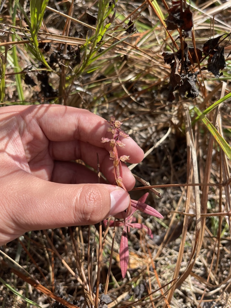 Dicerandra densiflora