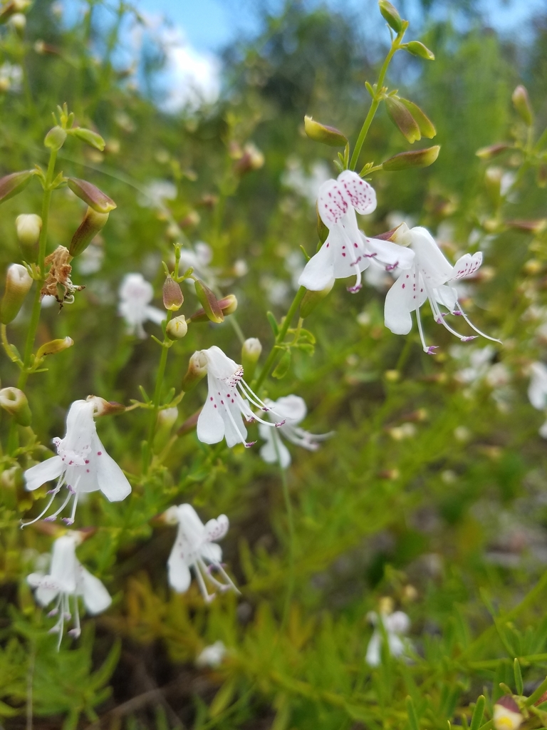 Dicerandra frutescens
