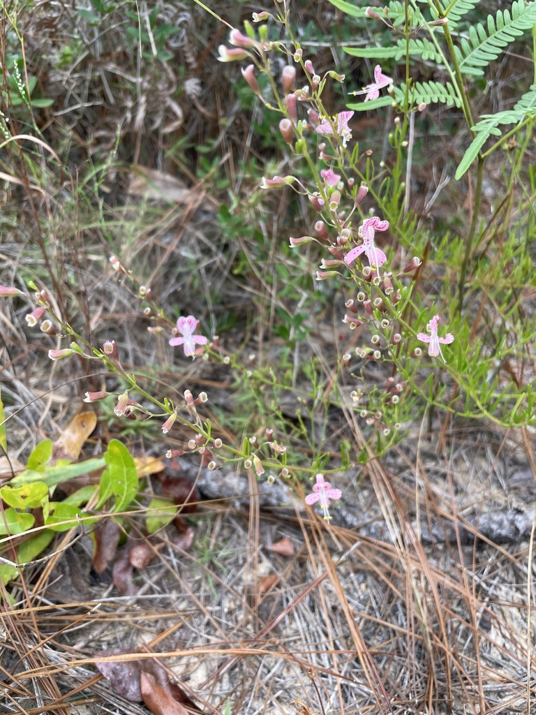 Dicerandra fumella