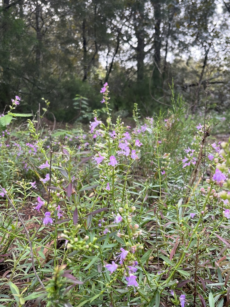 Dicerandra immaculata var. immaculata