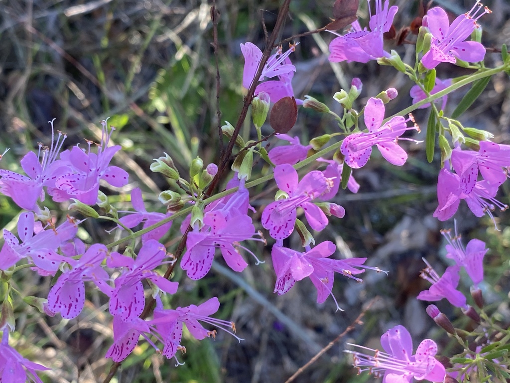Dicerandra linearifolia var. robustior