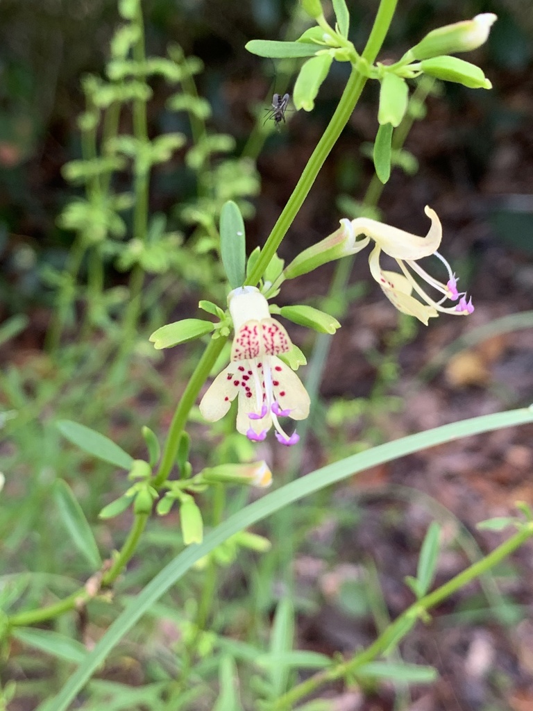 Dicerandra modesta