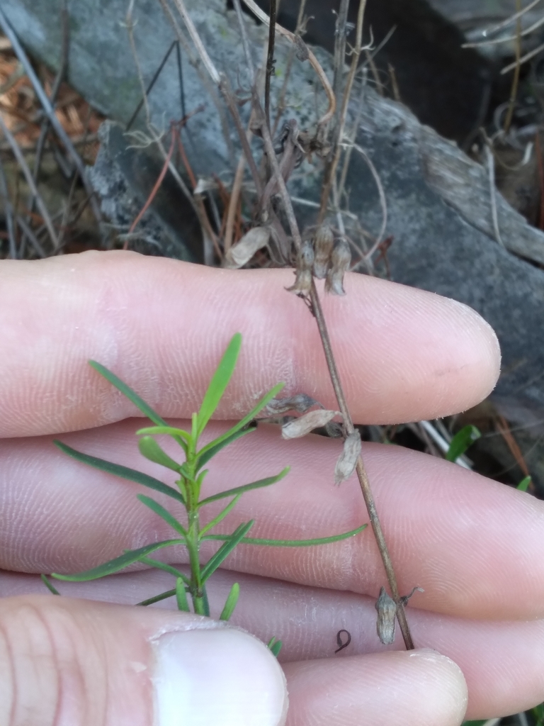 Dicerandra thinicola