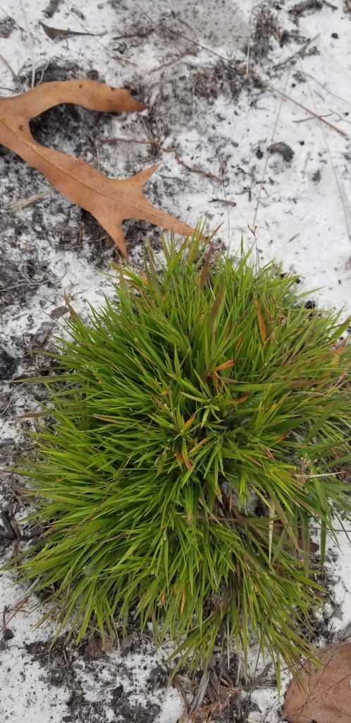 Dichanthelium aciculare