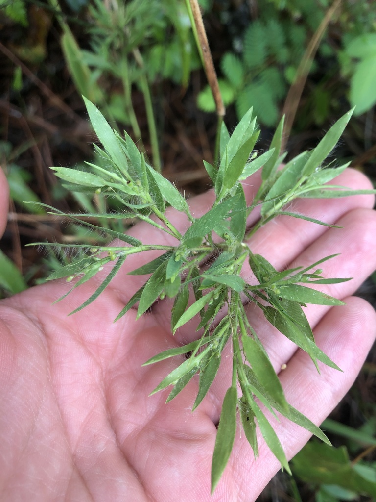 Dichanthelium acuminatum var. acuminatum