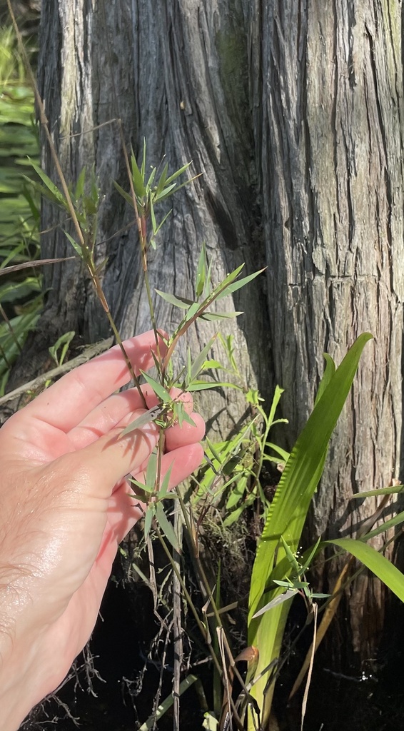 Dichanthelium acuminatum var. lindheimeri